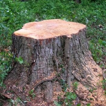 tree_stump tree_stump